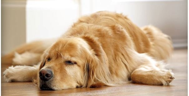Dog Breeds: Here are The Major Dog Groups You Should Know Dog Breeds