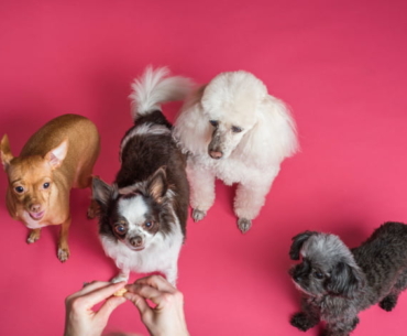 Major Dog Groups