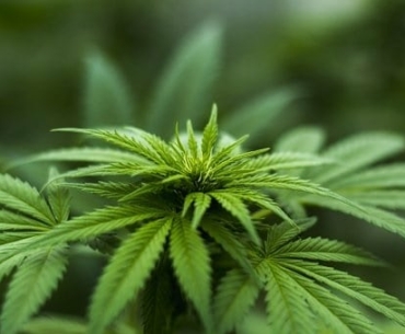 marijuana